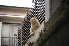 何か用？