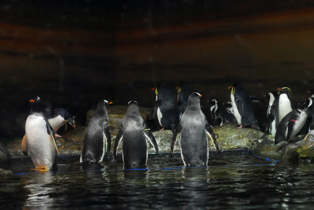 ペンギン