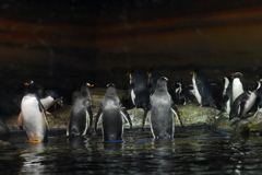 ペンギン