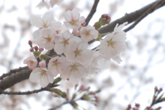 sakura