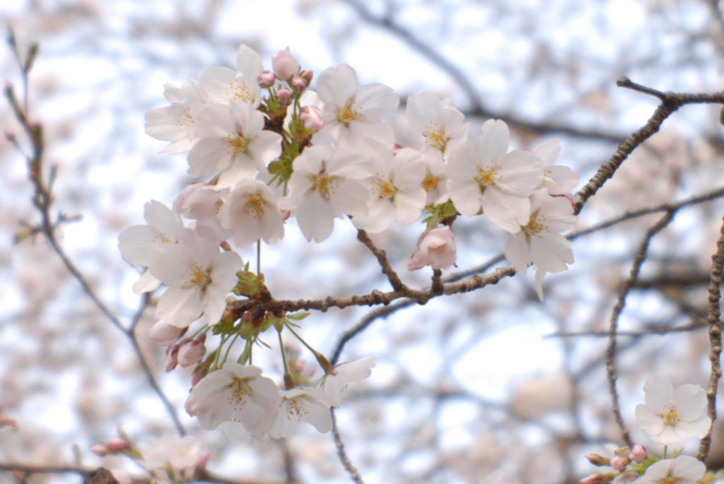 桜の花、咲く