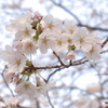 桜の花、咲く
