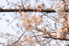 春