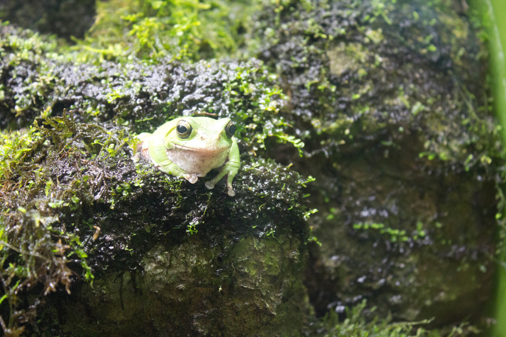 かえる