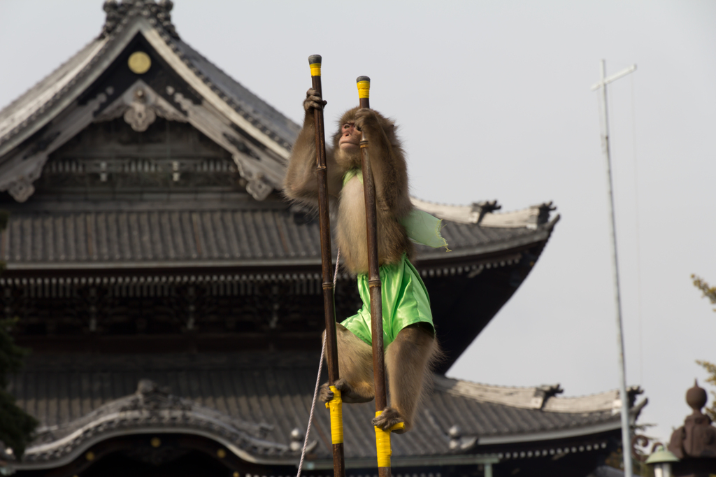 さる