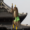 さる