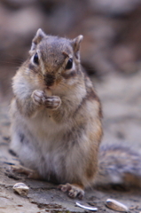 シマリス