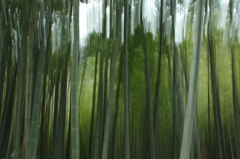 竹林