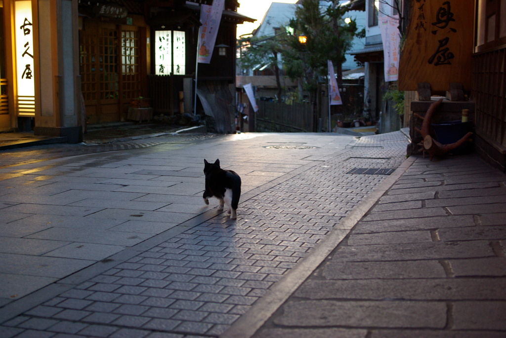 温泉街の猫