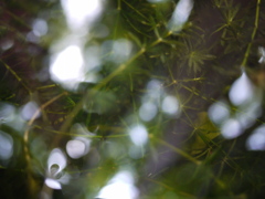 P1060515