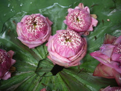 P1060309