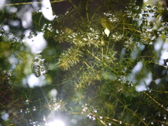 P1060509