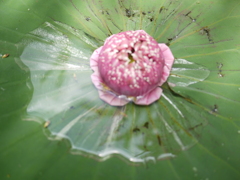 P1060375