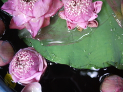 P1060314