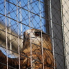 動物園2