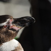 動物園１