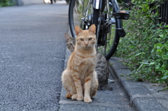 何だニャン？