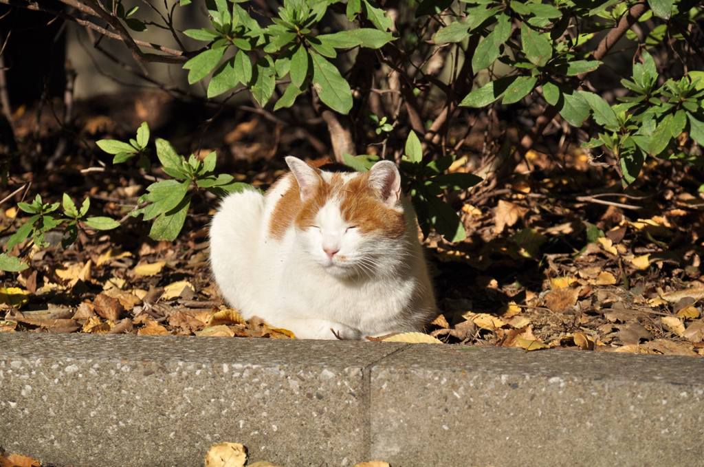 日向ぼっこだニャン♪