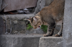 尾道のねこ
