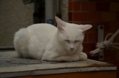 金毘羅のねこ