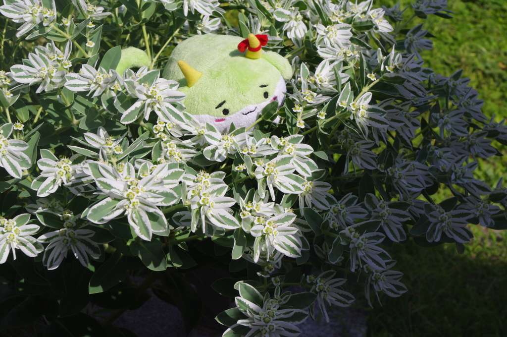 花の中から