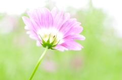 秋桜