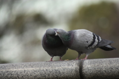 IMG_3232