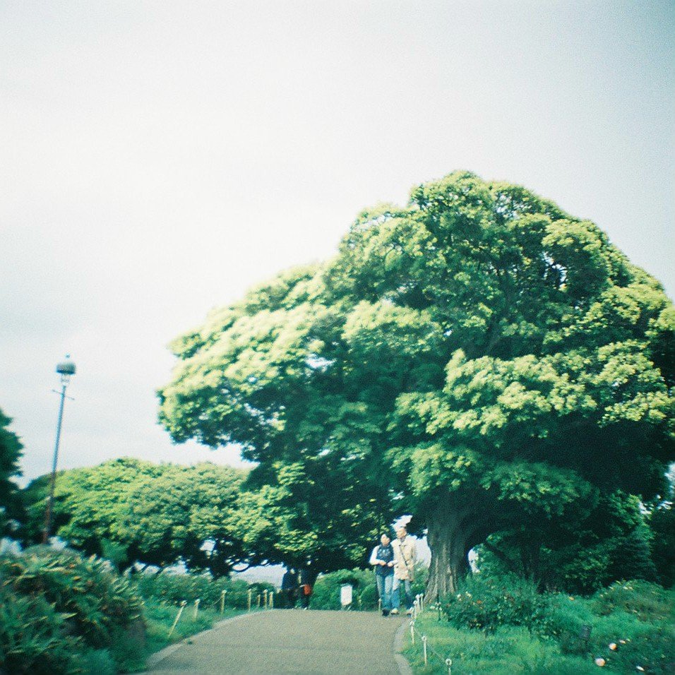 緑