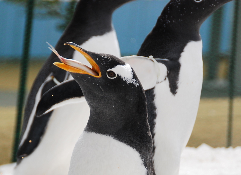 ペンギン