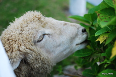 メイの食事