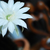 サボテンの花