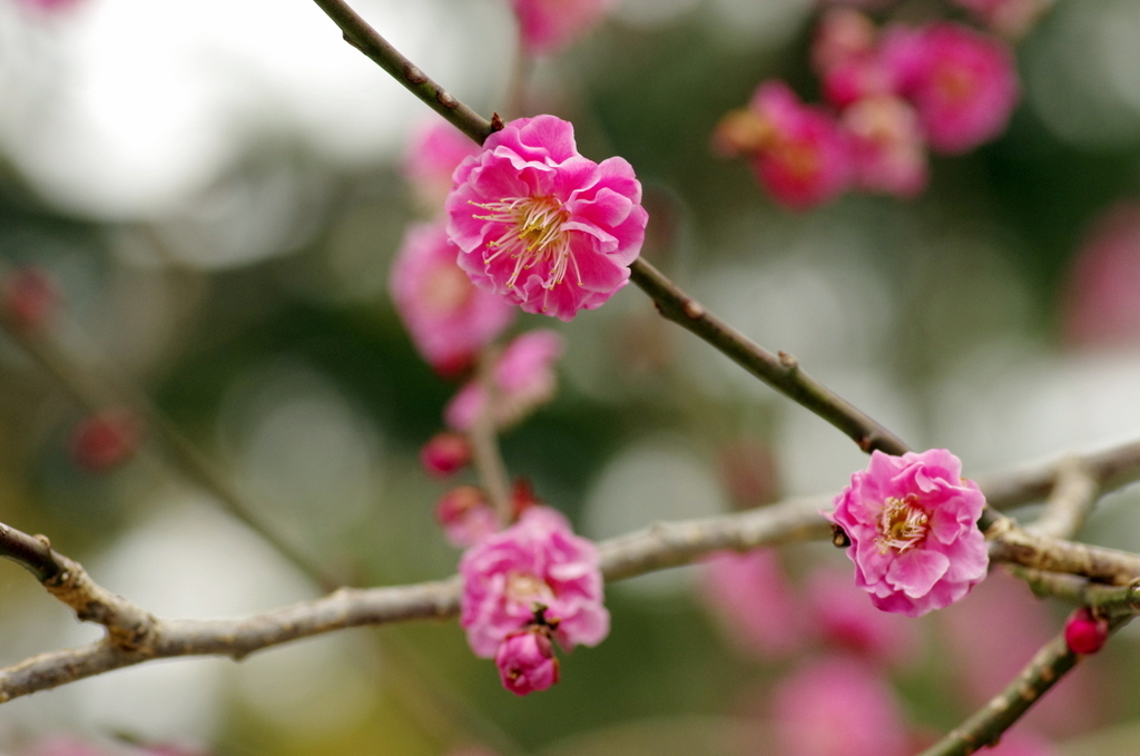 梅の花