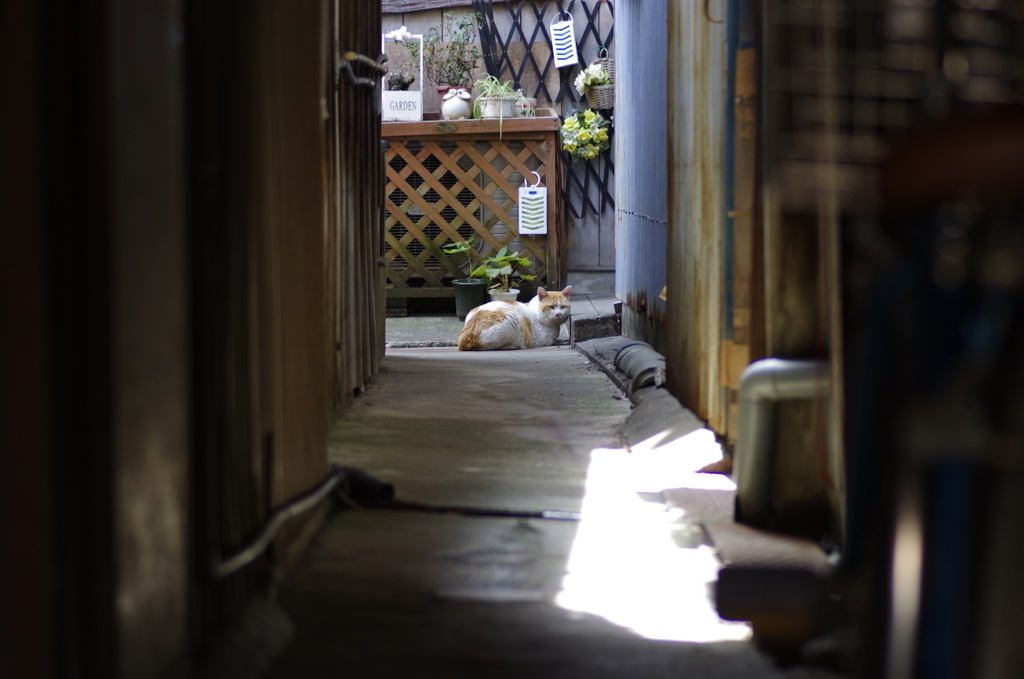 伝建地区の住人