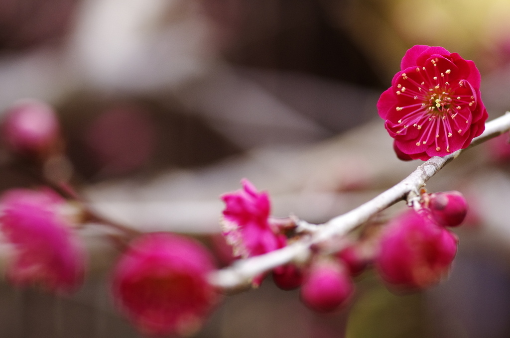 梅の花