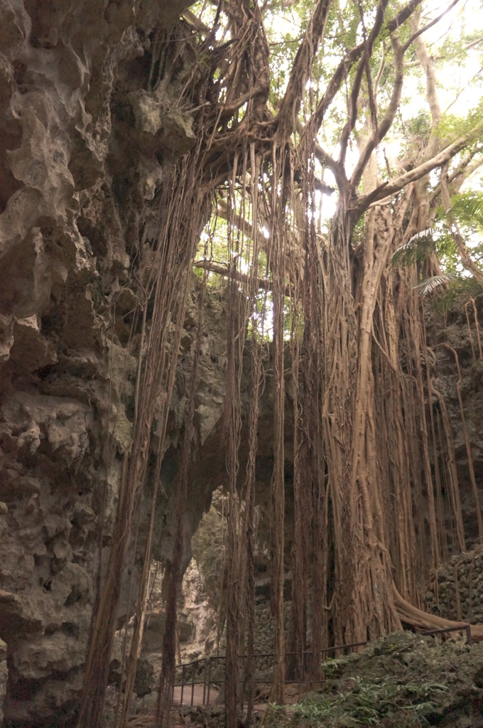 ガジュマルの大樹