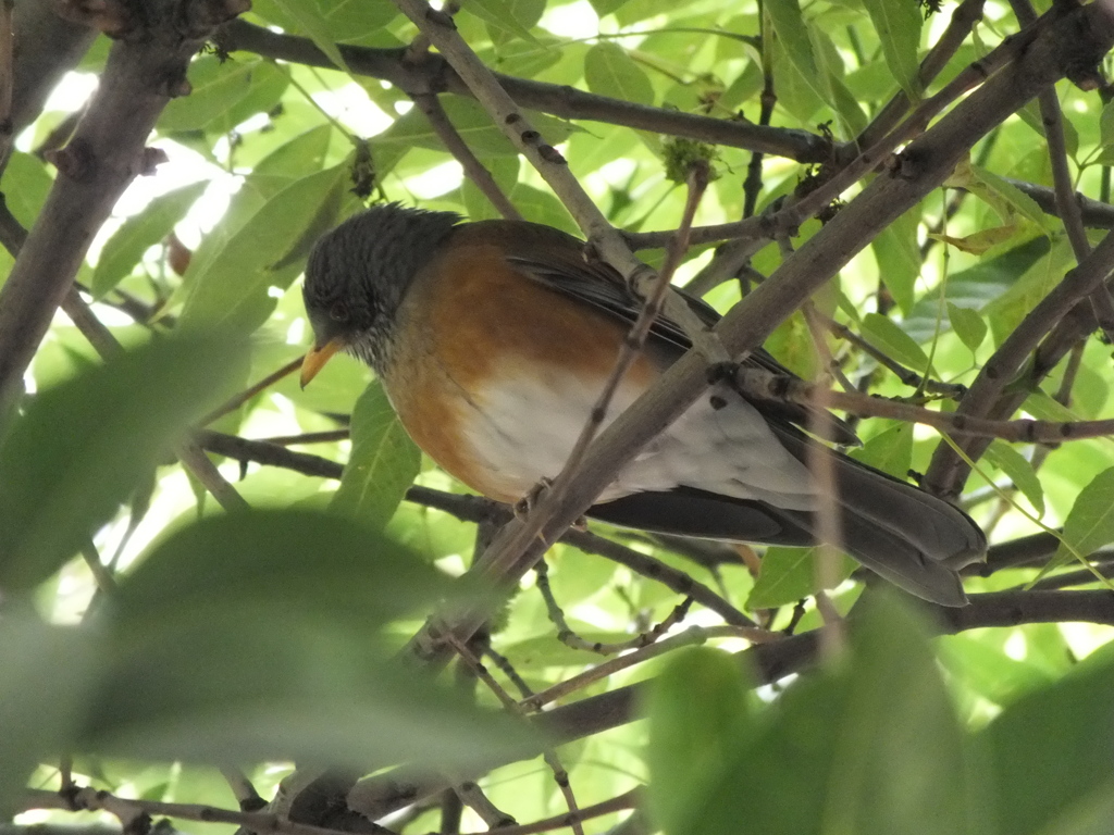 BIRD