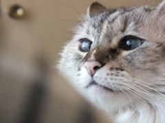 SHIRO