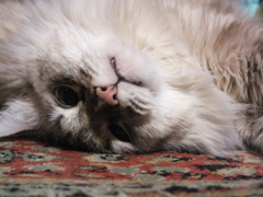 NEKO