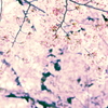 花見＠浅草