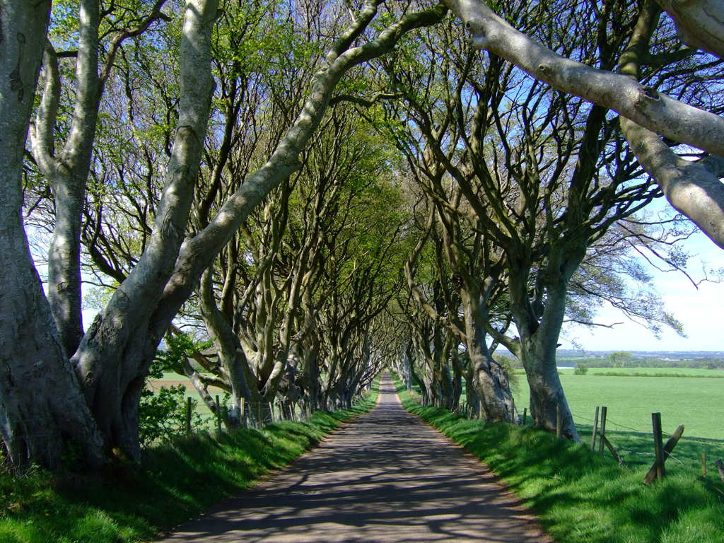 The Dark Hedges near Armoy