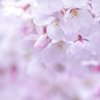 花見＠浅草