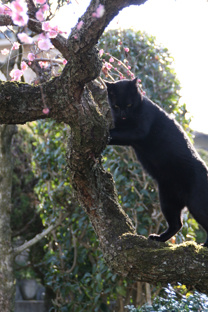 梅老木と若猫　　その１