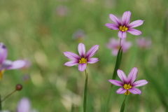 小さな花だけど・・・