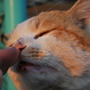 くんくん