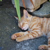すぴ～