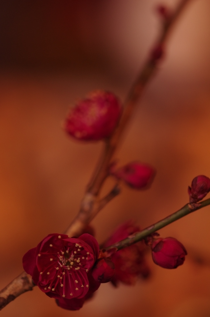 紅梅