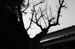 東風未だ吹かざる