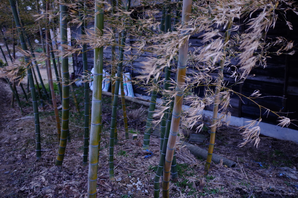 竹林の風