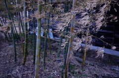 竹林の風