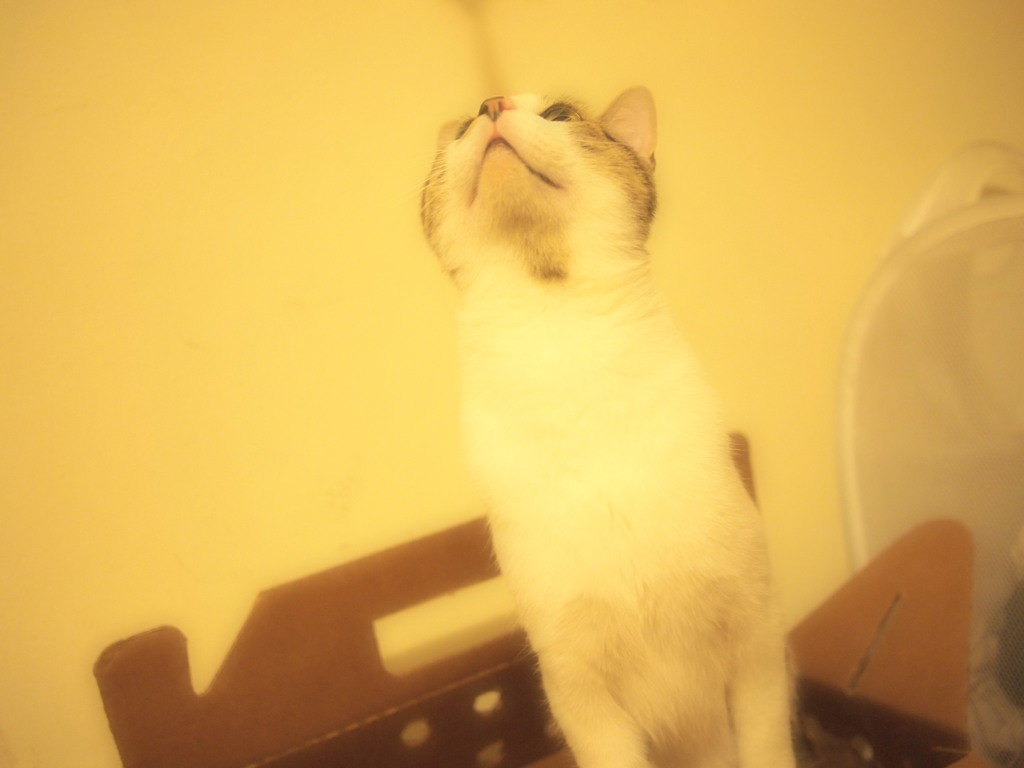 これが見上げ